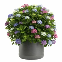 Maceta Luna Vase Color Antracita, 42 Cm